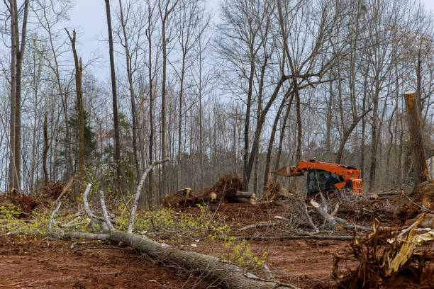 Tree and Shrub Care in Orangeburg, NY