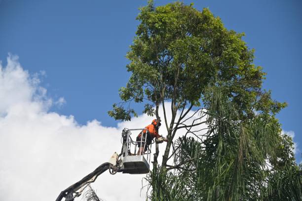 Best Tree Mulching  in Orangeburg, NY