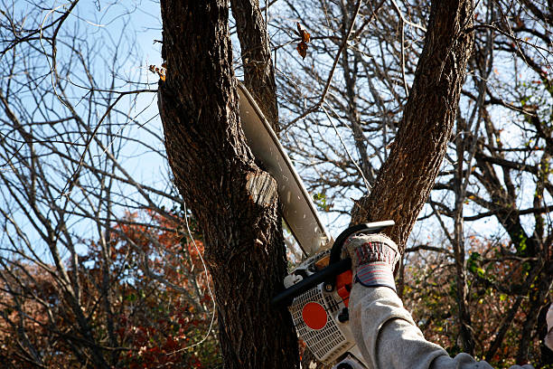 How Our Tree Care Process Works  in  Orangeburg, NY