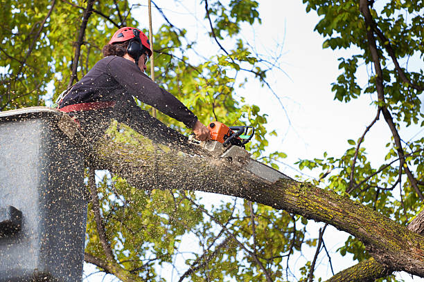 Lawn Renovation and Restoration in Orangeburg, NY